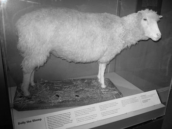 Dolly das geklonte Schaf